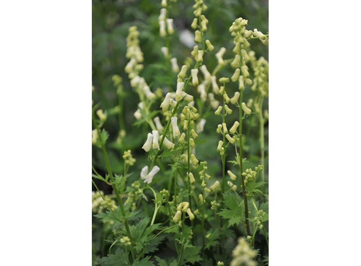Aconitum septentrionale 'Ivorine' P9