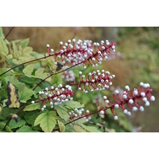 Actaea pachypoda Misty Blue P9