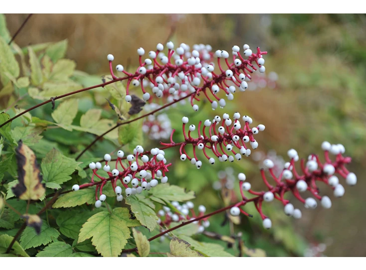 Actaea pachypoda Misty Blue P9