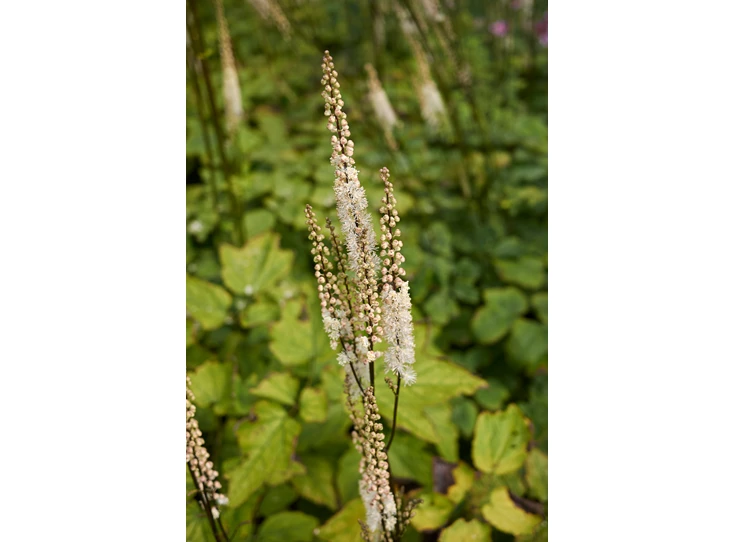 Actaea racemosa cordifolia P9