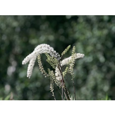 Actaea racemosa 'Queen of Sheba' P9
