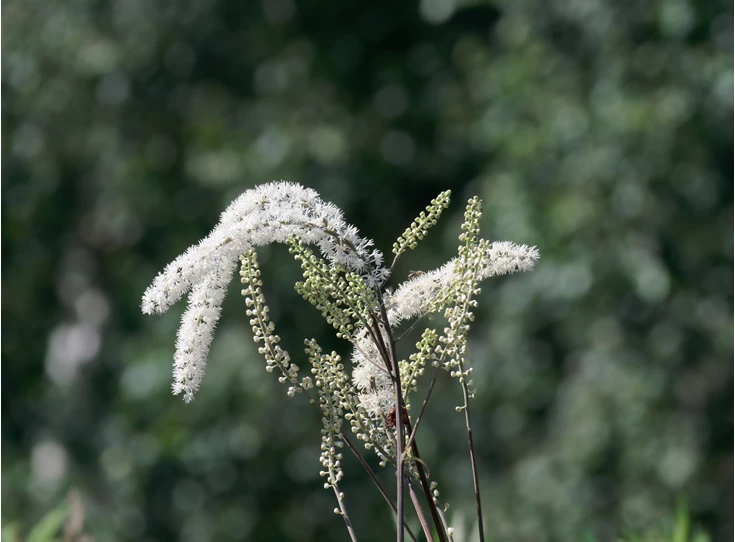 Actaea racemosa 'Queen of Sheba' P9