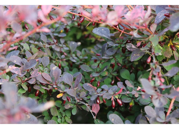 67095"Berberis thunb. 'Rose Glow'".jpg