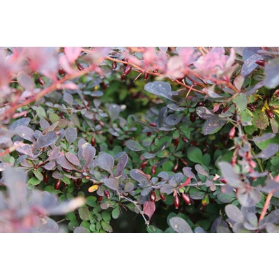 67095"Berberis thunb. 'Rose Glow'".jpg