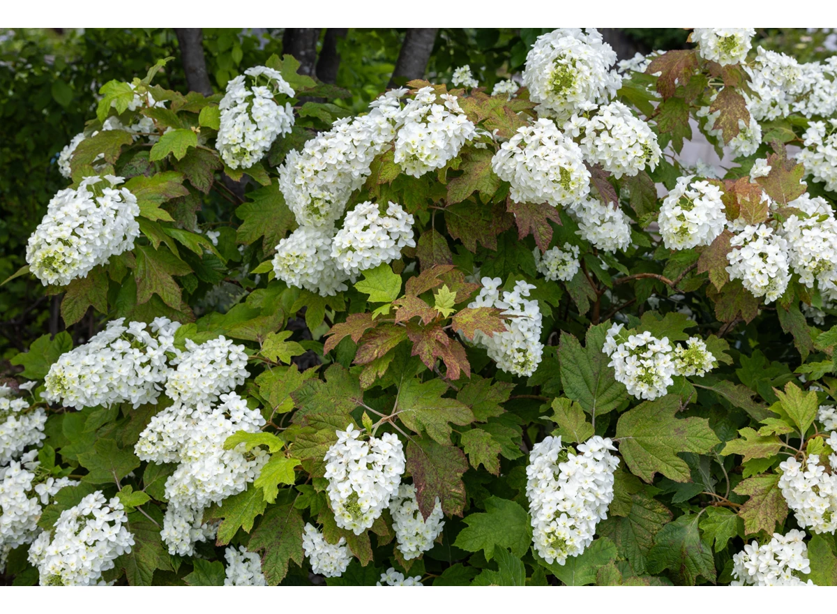 Hydrangea ‘Snow Giant 103981.jpg