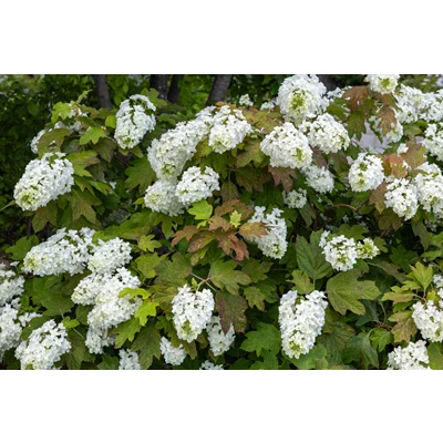 Hydrangea ‘Snow Giant 103981.jpg