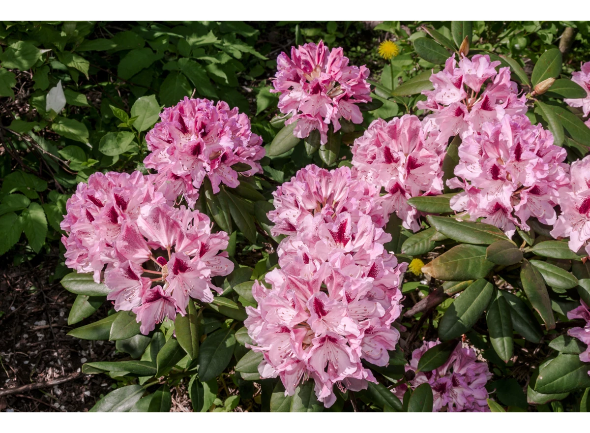 4667.jpg