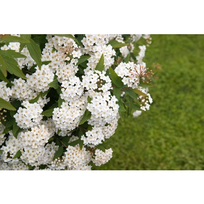 67548.jpg