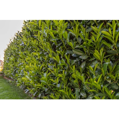 Prunus laurocerasus 'Otto Luyken'.67434.jpg