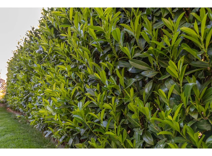 Prunus laurocerasus 'Otto Luyken'.67434.jpg