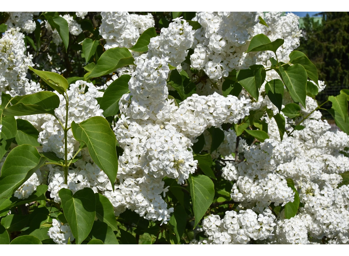 95197.jpg
