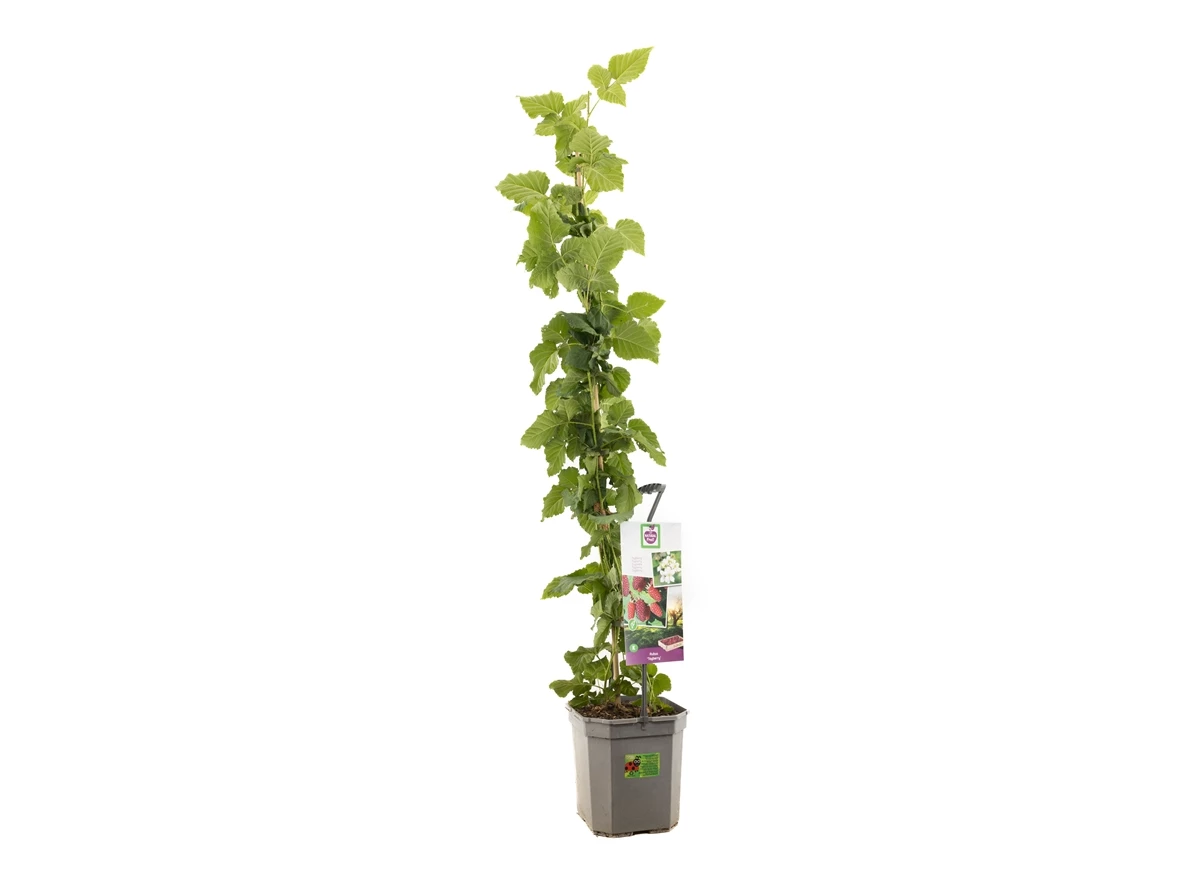 Rubus Tayberry.jpg