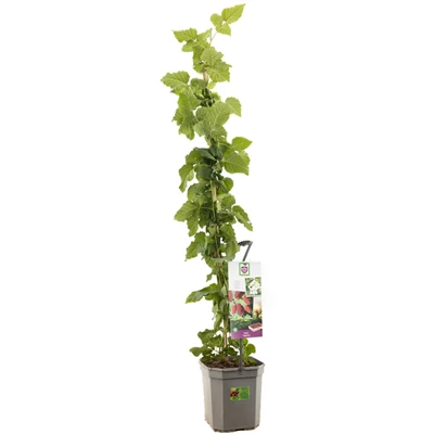 Rubus Tayberry.jpg