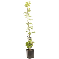 Vitis vinifera Solaris.jpg
