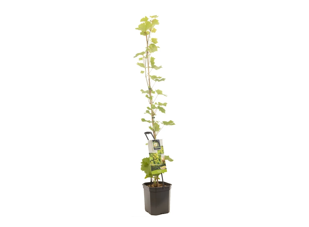 Vitis vinifera Solaris.jpg