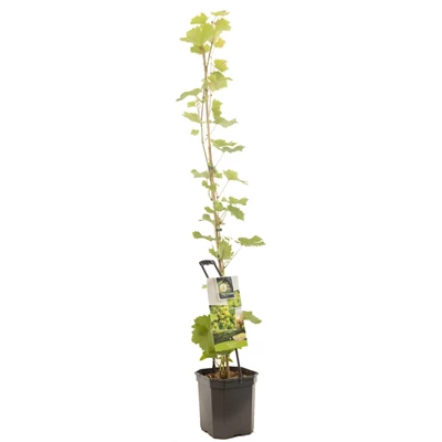 Vitis vinifera Solaris.jpg