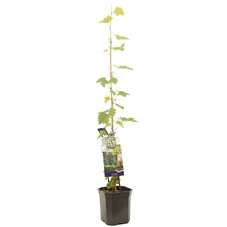 Vitis vinifera Muscat Blue.jpg