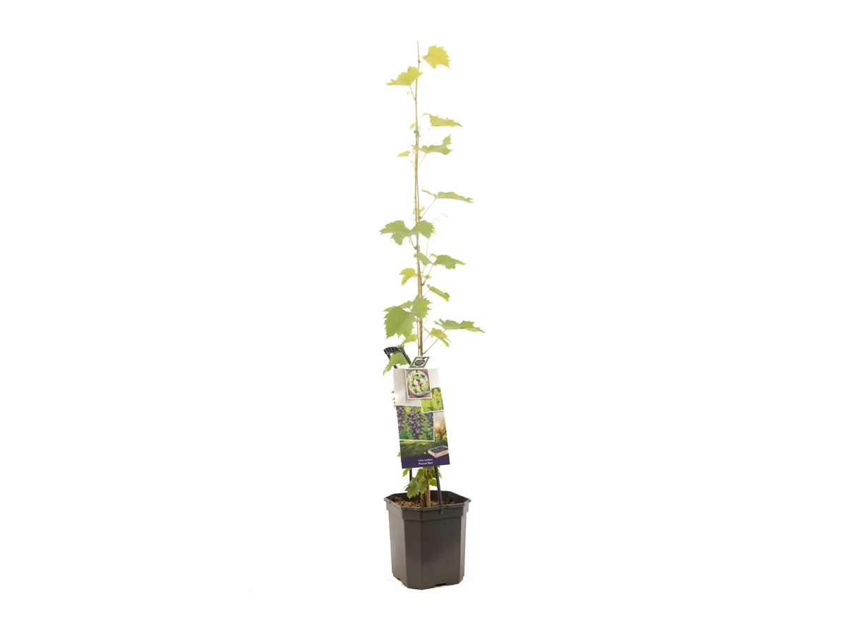 Vitis vinifera Muscat Blue.jpg