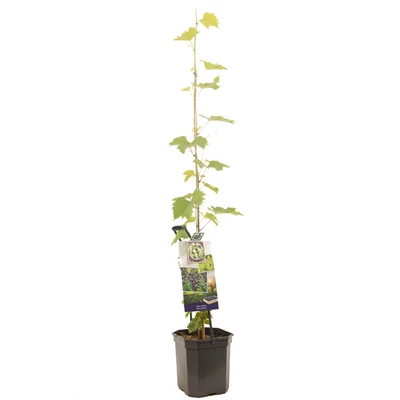 Vitis vinifera Muscat Blue.jpg