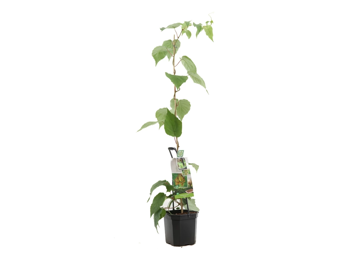 Actinidia ch. Jenny.jpg