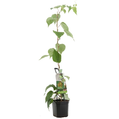 Actinidia ch. Jenny.jpg