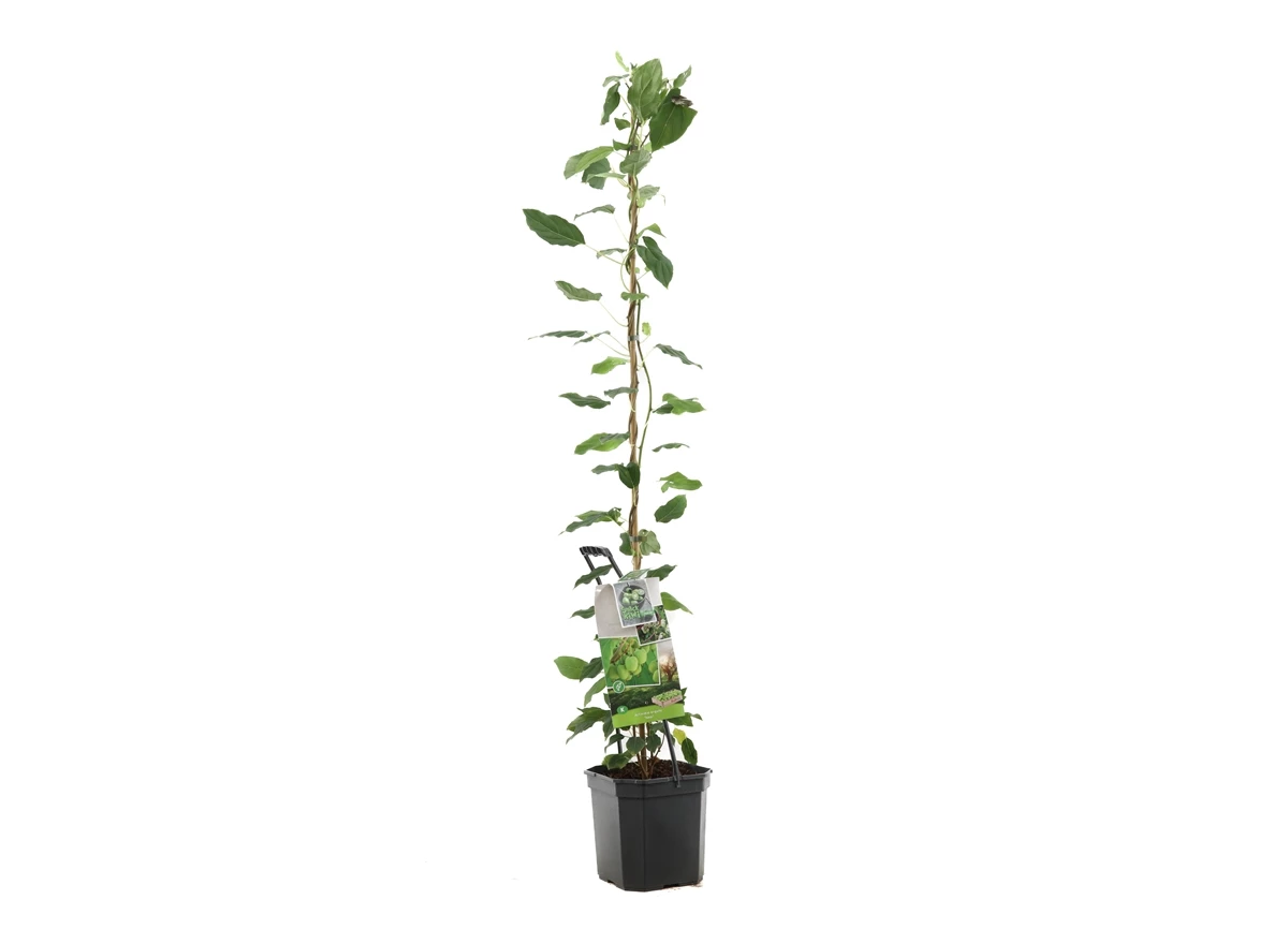 Actinidia arguta Issai.jpg