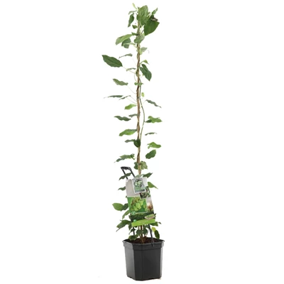 Actinidia arguta Issai.jpg