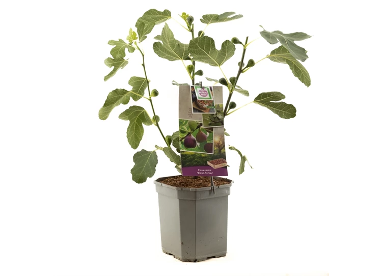 Ficus carica Brown Turkey.jpg