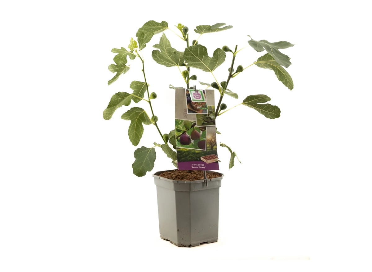 Ficus carica Brown Turkey.jpg