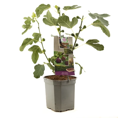 Ficus carica Brown Turkey.jpg