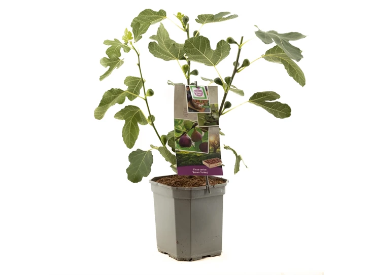 Ficus carica Brown Turkey.jpg