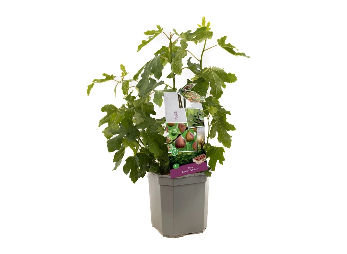 Ficus carica Gustis® TwoTimer®.jpg