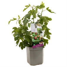 Ficus carica Gustis® TwoTimer®.jpg