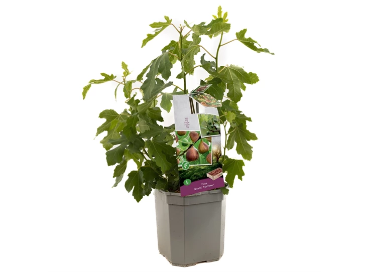 Ficus carica Gustis® TwoTimer®.jpg