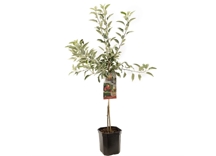 Malus dom. Braeburn laagstam.jpg