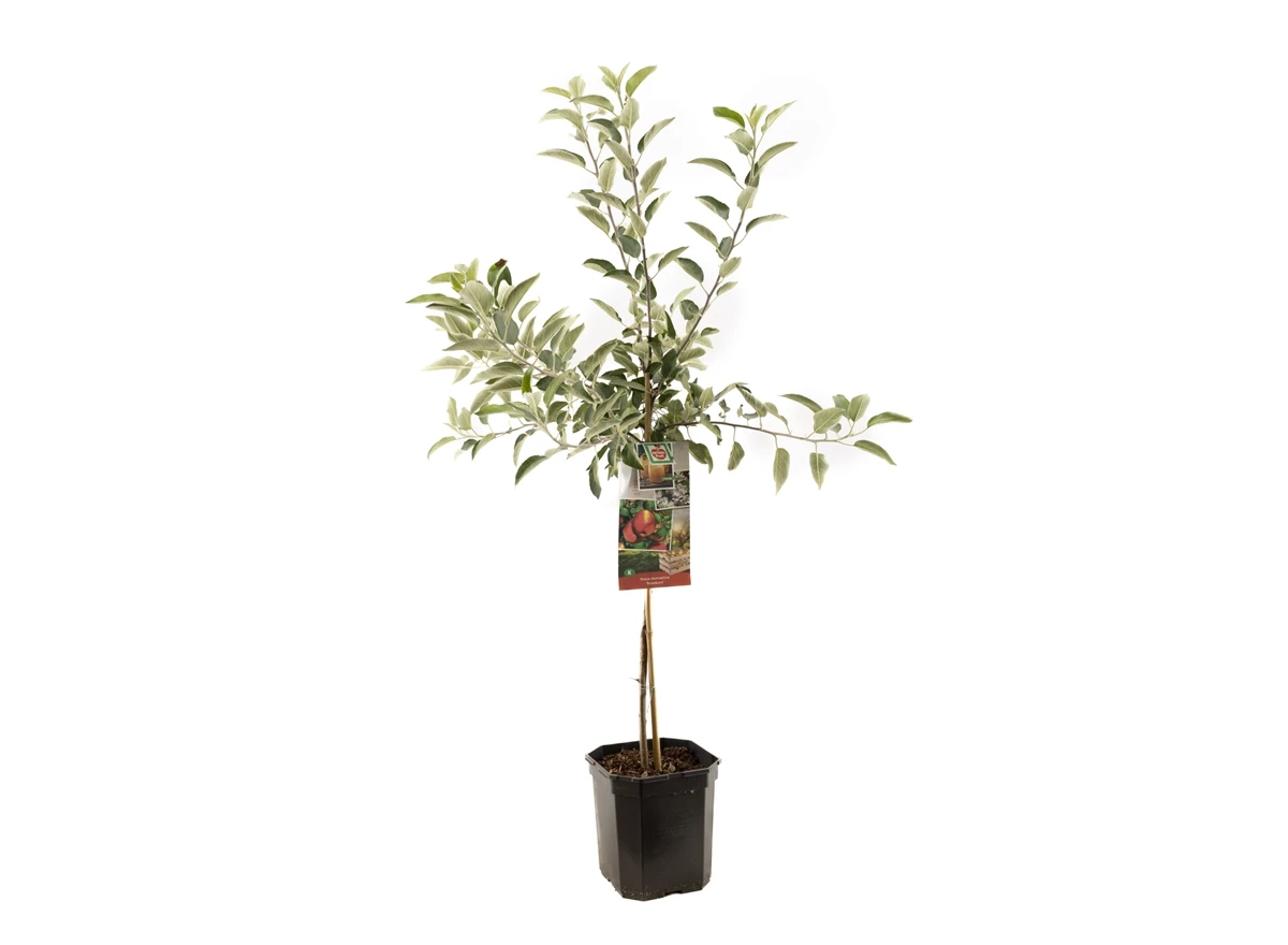 Malus dom. Braeburn laagstam.jpg