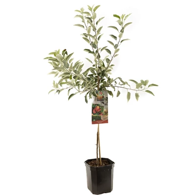 Malus dom. Braeburn laagstam.jpg