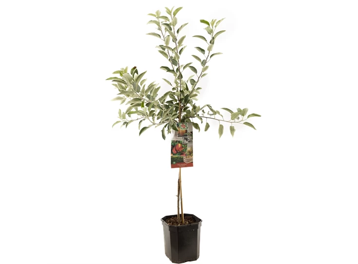 Malus dom. Braeburn laagstam.jpg