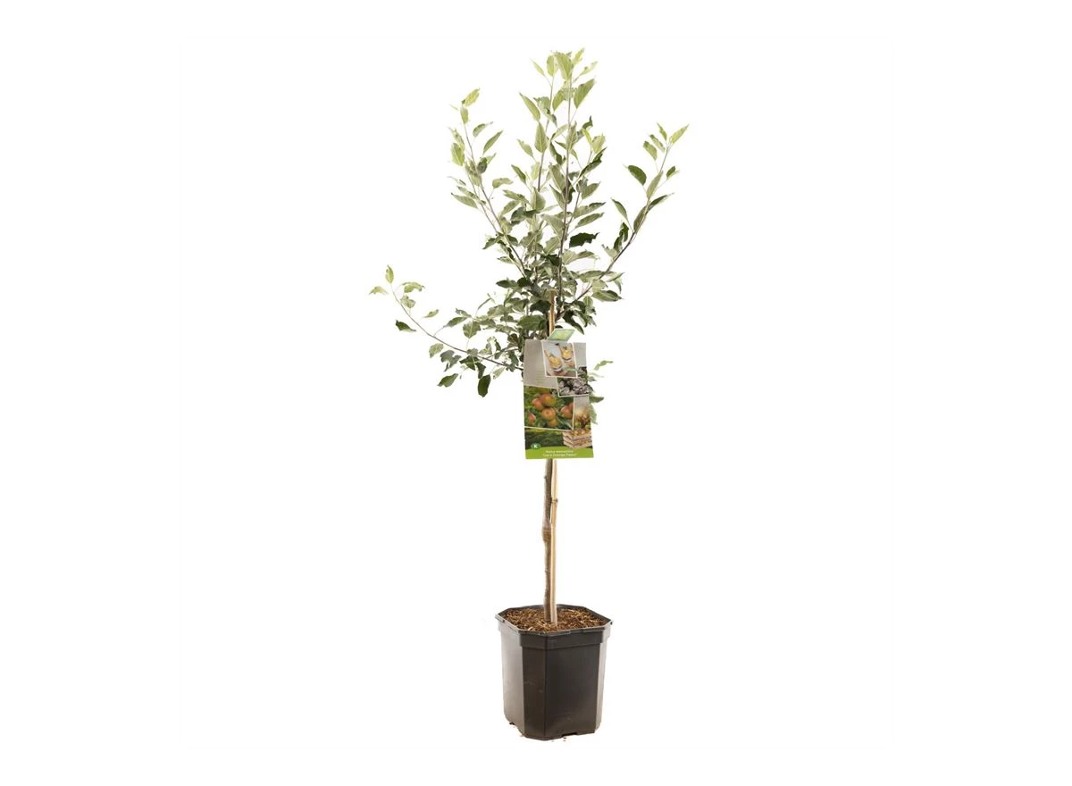 Malus dom. Cox's Orange P. laagst.jpg