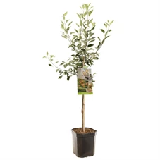 Malus dom. Cox's Orange P. laagst.jpg