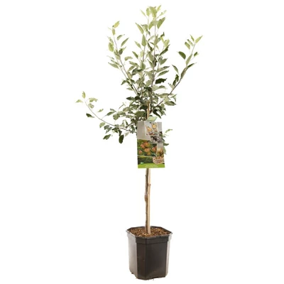 Malus dom. Cox's Orange P. laagst.jpg