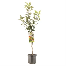 Malus dom. Delcorf laagstam.jpg