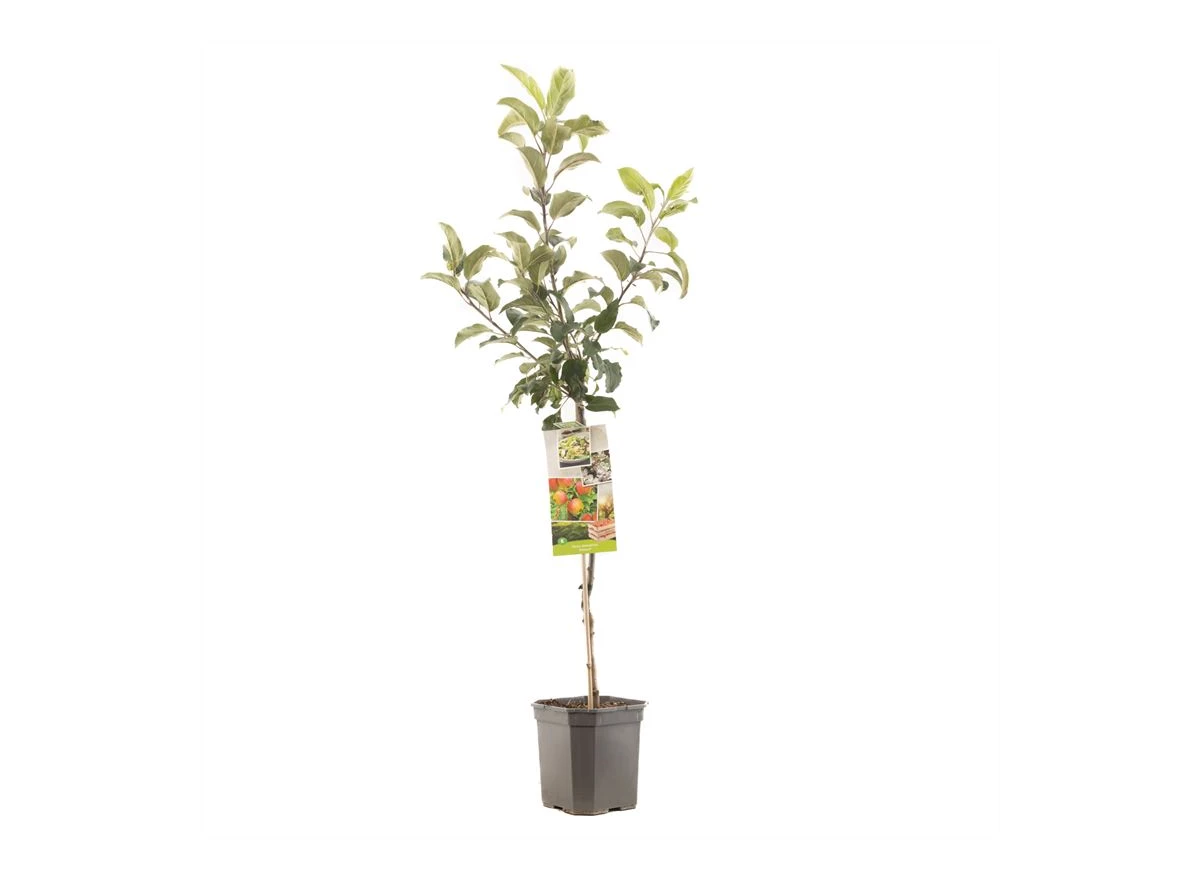 Malus dom. Delcorf laagstam.jpg