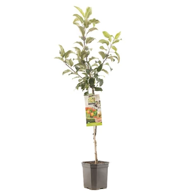 Malus dom. Delcorf laagstam.jpg