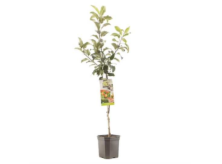 Malus dom. Delcorf laagstam.jpg