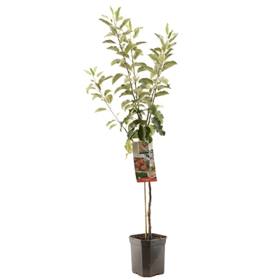 Malus dom. Elstar laagstam.jpg