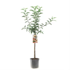 Malus dom. Gala laagstam.jpg