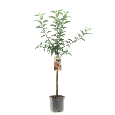 Malus dom. Gala laagstam.jpg