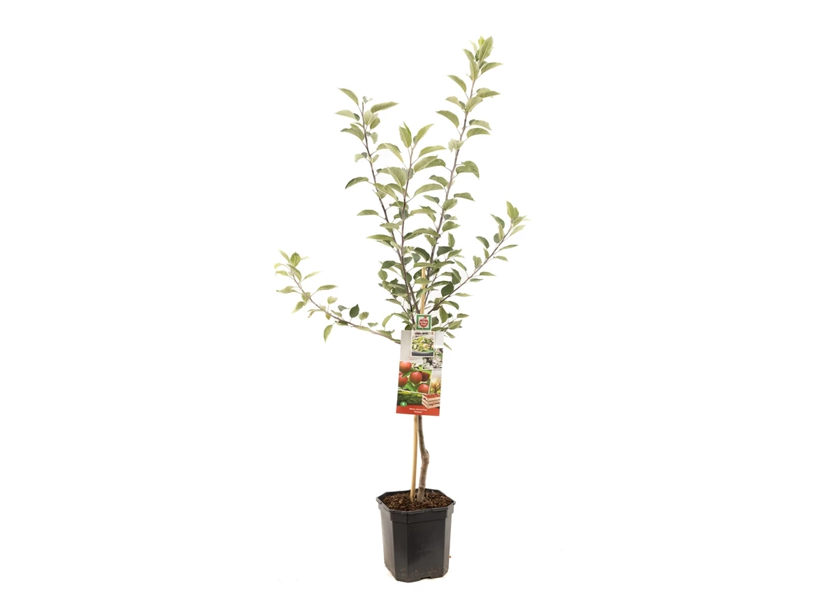 Malus dom. Gloster laagstam.jpg