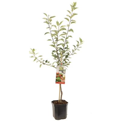Malus dom. Gloster laagstam.jpg